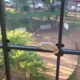 Video: El dramático rescate de un gato atrapado en las alturas del Palacio de Justicia en PJC