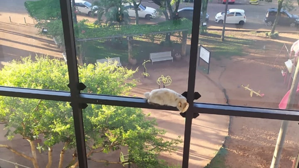 Video: El dramático rescate de un gato atrapado en las alturas del Palacio de Justicia en PJC Video: El dramático rescate de un gato atrapado en las alturas del Palacio de Justicia en PJC