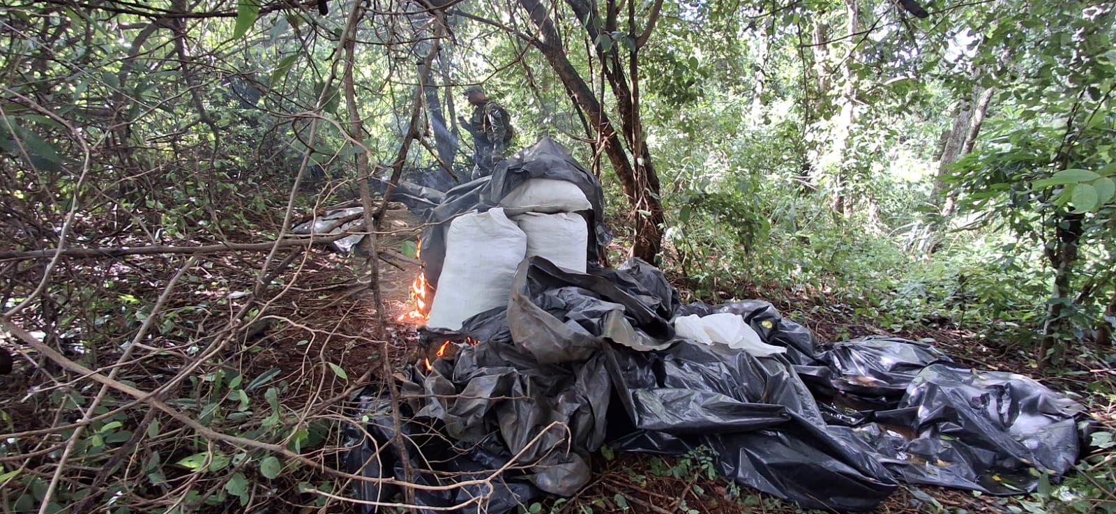 SENAD y FTC sacan de circulación 30 toneladas de marihuana en Capitán Bado SENAD y FTC sacan de circulación 30 toneladas de marihuana en Capitán Bado