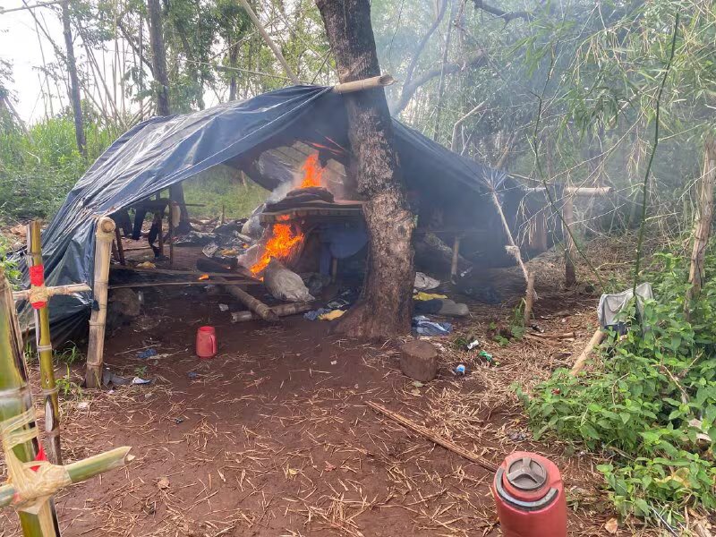 Anulan campamento narco y destruyen toneladas de marihuana en Capitán Bado Anulan campamento narco y destruyen toneladas de marihuana en Capitán Bado