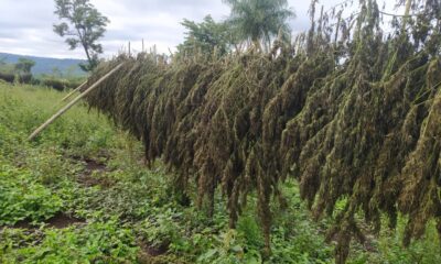 Asestan golpe superior a USD 1.600.000 al anular 54 toneladas de marihuana en Amambay