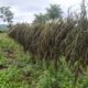 Asestan golpe superior a USD 1.600.000 al anular 54 toneladas de marihuana en Amambay