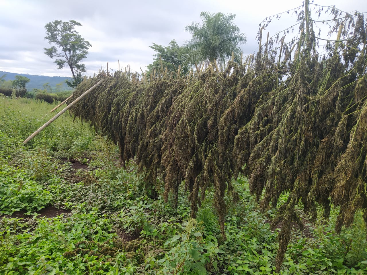 Asestan golpe superior a USD 1.600.000 al anular 54 toneladas de marihuana en Amambay Asestan golpe superior a USD 1.600.000 al anular 54 toneladas de marihuana en Amambay