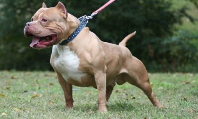 Hombre queda malherido tras ser atacado por pitbulls en Pedro Juan Caballero