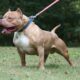 Hombre queda malherido tras ser atacado por pitbulls en Pedro Juan Caballero