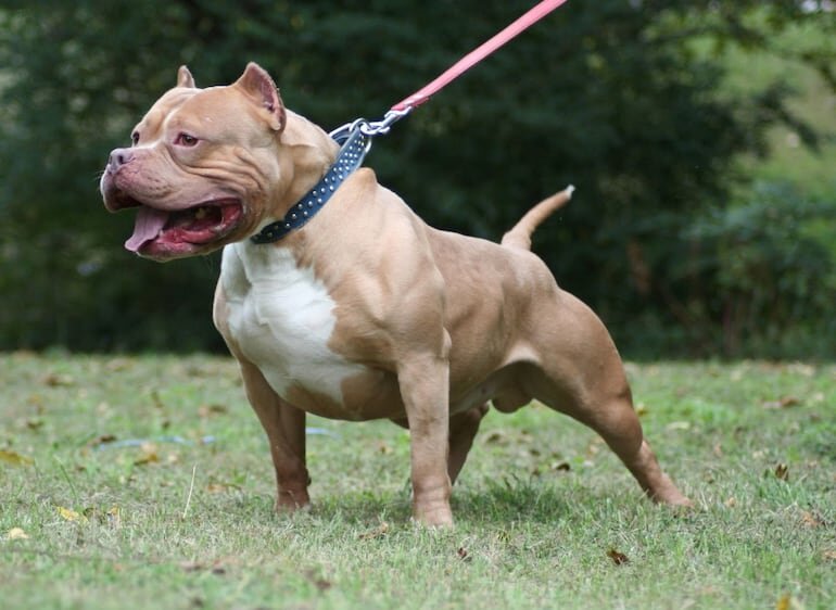 Hombre queda malherido tras ser atacado por pitbulls en Pedro Juan Caballero Hombre queda malherido tras ser atacado por pitbulls en Pedro Juan Caballero
