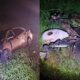 Accidente causado por ebrio se cobra la vida de dos niños y un adulto en Canindeyú