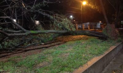 Árboles caídos y corte de energía son reportes tras tormenta