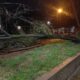 Árboles caídos y corte de energía son reportes tras tormenta