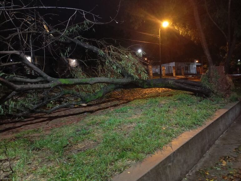 Árboles caídos y corte de energía son reportes tras tormenta