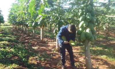 Productor de mamón se queja de la falta de mercado para comercializar su producción