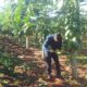 Productor de mamón se queja de la falta de mercado para comercializar su producción