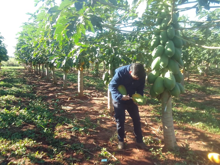 Productor de mamón se queja de la falta de mercado para comercializar su producción