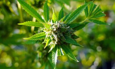 Senadores rechazan uso de marihuana, pero no hablan de Marset, el avión iraní ni Santoro