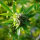 Senadores rechazan uso de marihuana, pero no hablan de Marset, el avión iraní ni Santoro