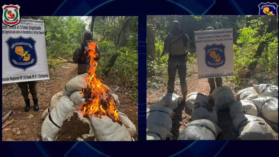 Destrucción y erradicación de cultivos de marihuana en Paraguay
