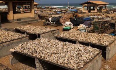 La mitad de las carpetas en el oeste de América del Sur y en África occidental se sobreexplotan | Planeta futuro