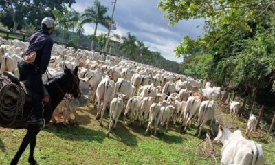 Yby Yaú: Policía Nacional recupera unas 500 cabezas de ganado hurtadas de estancia de Lalo Gomes