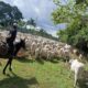 Yby Yaú: Policía Nacional recupera unas 500 cabezas de ganado hurtadas de estancia de Lalo Gomes