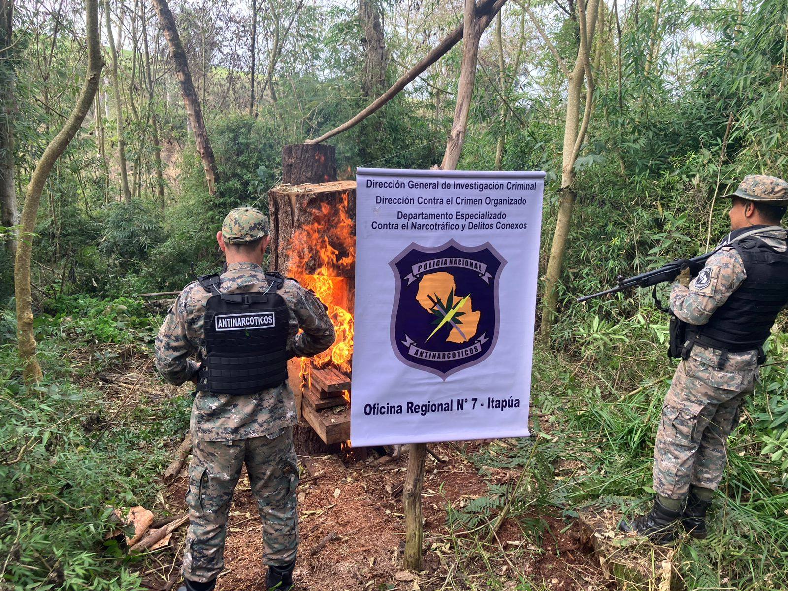 SUMAR destruye plantación de marihuana ilegal en Itakyry Alto Paraná SUMAR destruye plantación de marihuana ilegal en Itakyry Alto Paraná