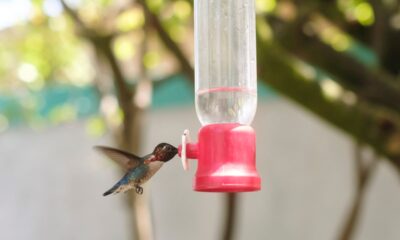 Casa Bernabé: un refugio para el pájaro más pequeño del mundo en el corazón de Cuba | América Futura