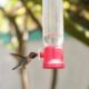 Casa Bernabé: un refugio para el pájaro más pequeño del mundo en el corazón de Cuba | América Futura