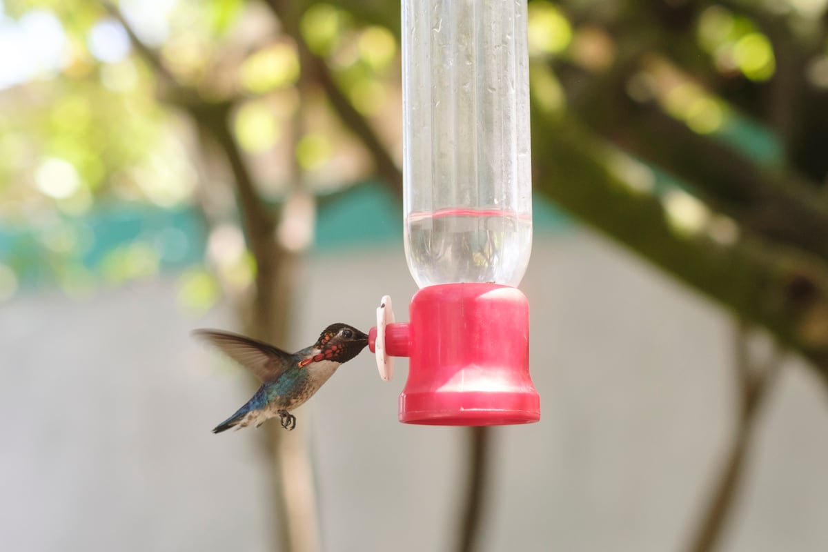 Casa Bernabé: un refugio para el pájaro más pequeño del mundo en el corazón de Cuba | América Futura
