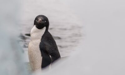 El poder del guano pingüino para reducir los efectos del cambio climático en la Antártida | América Futura