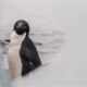 El poder del guano pingüino para reducir los efectos del cambio climático en la Antártida | América Futura