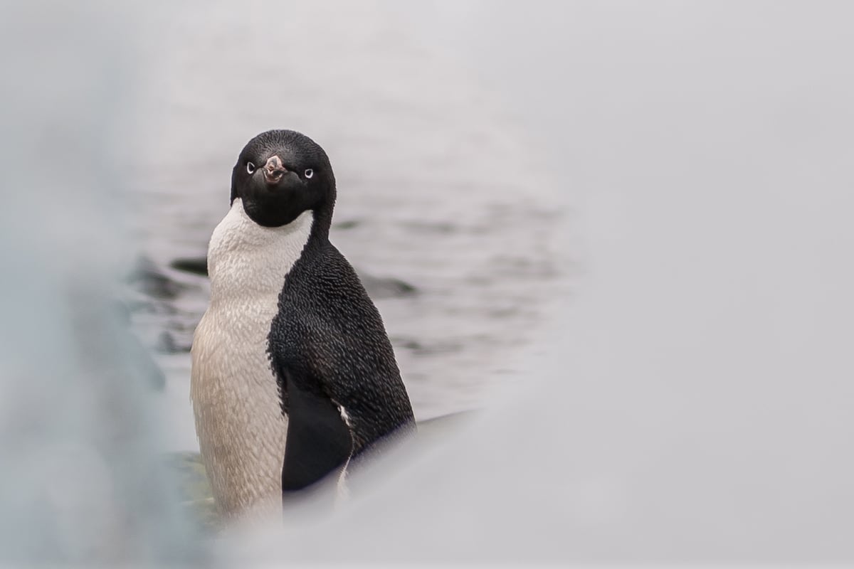 El poder del guano pingüino para reducir los efectos del cambio climático en la Antártida | América Futura El poder del guano pingüino para reducir los efectos del cambio climático en la Antártida | América Futura