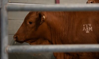 Estados Unidos cierra la frontera para el ganado mexicano por el gusano de boreridas