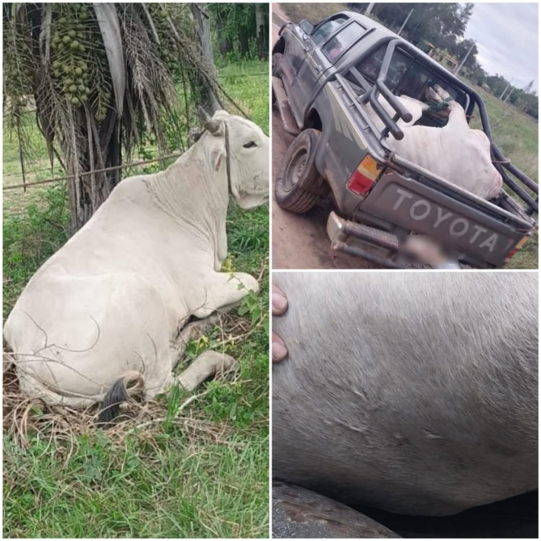 Recuperan animal vacuno hurtado en Cordillera tras investigación efectiva