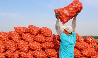 Sorpresa en la familia de la planta: la papa es hija de tomate | Ciencia
