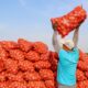 Sorpresa en la familia de la planta: la papa es hija de tomate | Ciencia