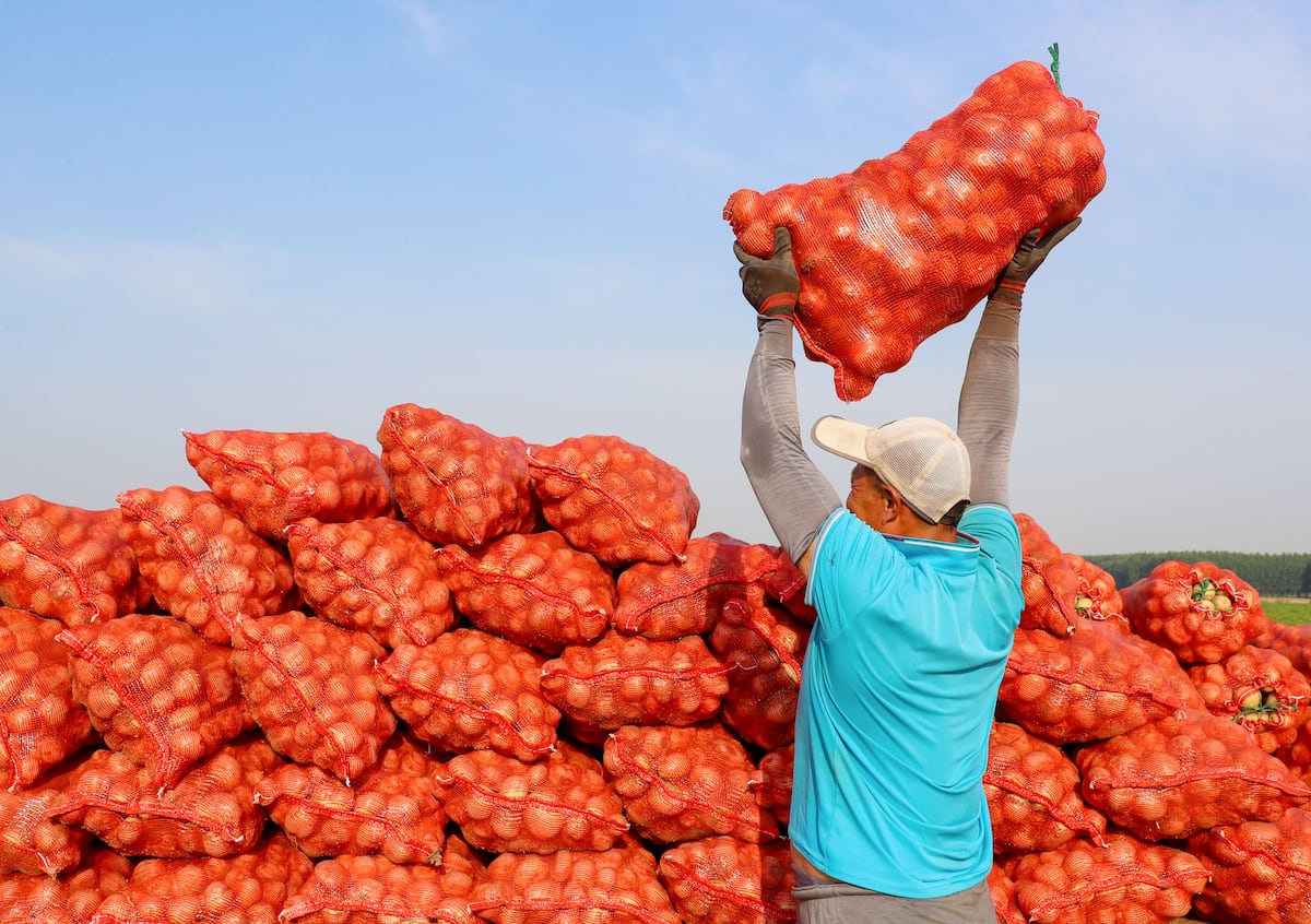 Sorpresa en la familia de la planta: la papa es hija de tomate | Ciencia