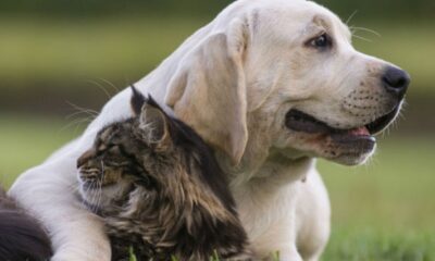 Mujer acusa envenenamiento tras la muerte de sus cuatro mascotas.