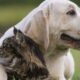 Mujer acusa envenenamiento tras la muerte de sus cuatro mascotas.