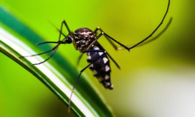 Salud confirma un caso de chikungunya en Bella Vista Norte y continúa con la vigilancia del dengue.