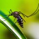 Salud confirma un caso de chikungunya en Bella Vista Norte y continúa con la vigilancia del dengue.