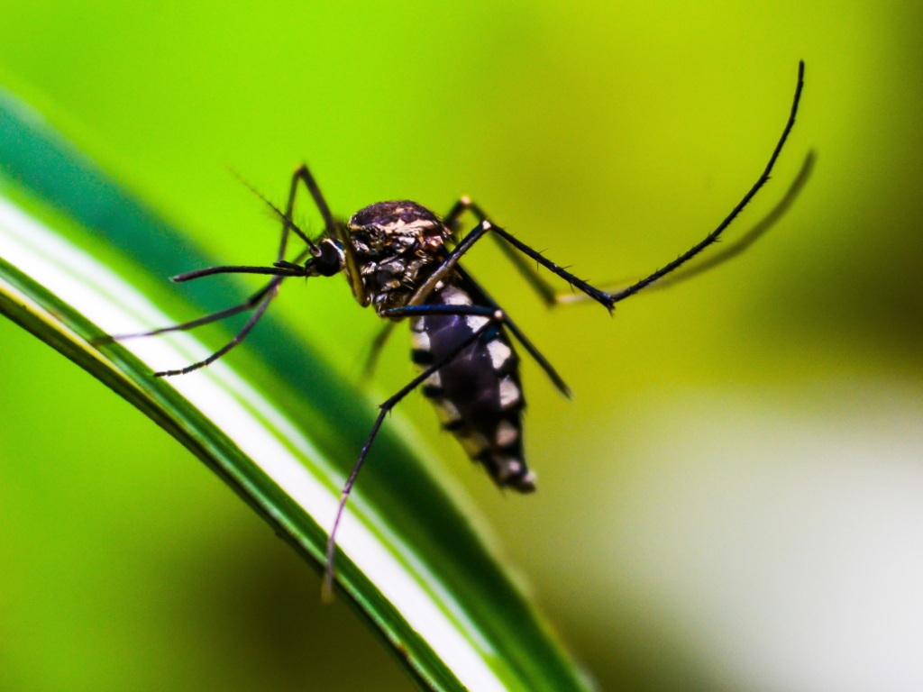 Salud confirma un caso de chikungunya en Bella Vista Norte y continúa con la vigilancia del dengue. Salud confirma un caso de chikungunya en Bella Vista Norte y continúa con la vigilancia del dengue.