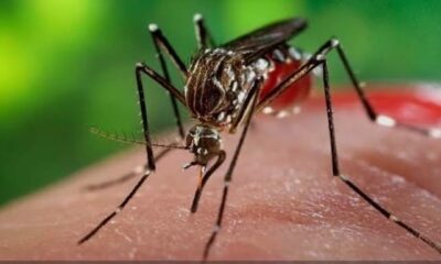Confirmaron tres nuevos casos de chikungunya en Amambay y piden eliminar los criaderos de mosquitos.
