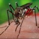 Confirmaron tres nuevos casos de chikungunya en Amambay y piden eliminar los criaderos de mosquitos.