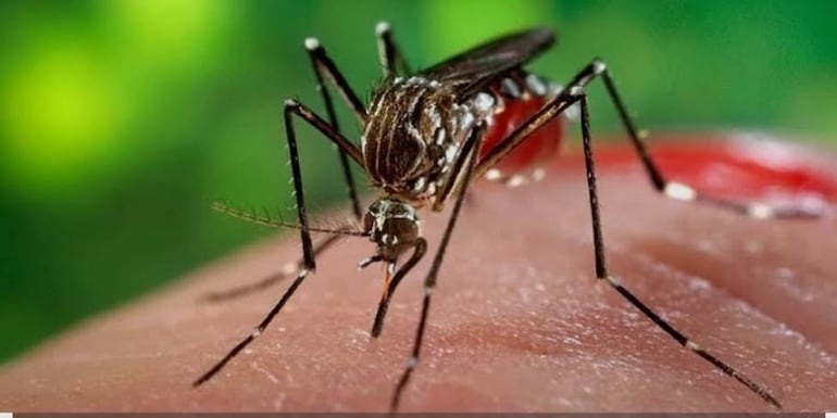 Confirmaron tres nuevos casos de chikungunya en Amambay y piden eliminar los criaderos de mosquitos. Confirmaron tres nuevos casos de chikungunya en Amambay y piden eliminar los criaderos de mosquitos.