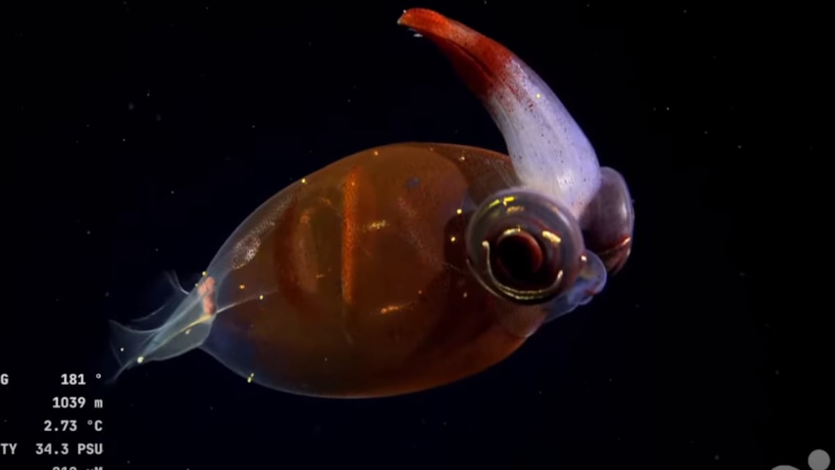 La expedición submarina argentina que se ha vuelto viral con sus transmisiones en vivo | América Futura La expedición submarina argentina que se ha vuelto viral con sus transmisiones en vivo | América Futura