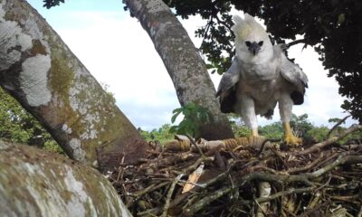 La reaparición del Harpia Eagle en México lanza una nueva alerta para proteger la jungla de Lacandona