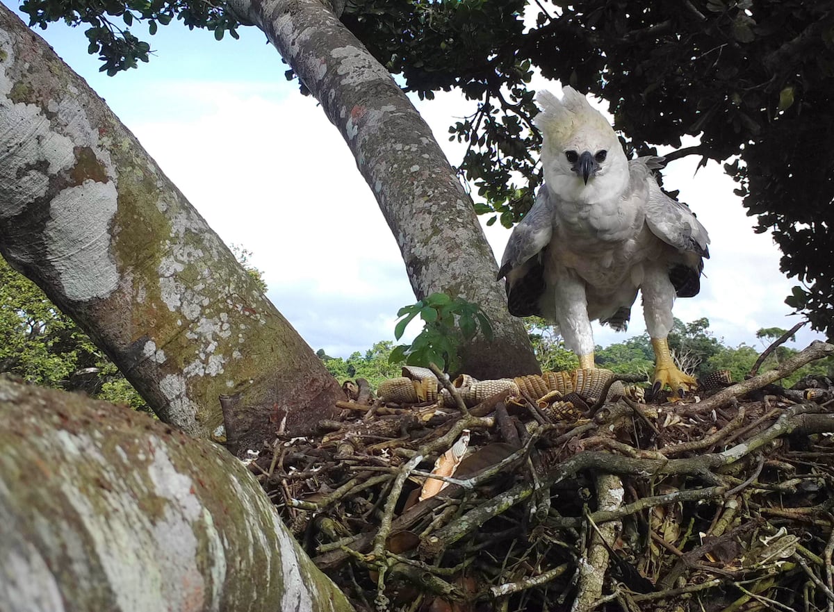 La reaparición del Harpia Eagle en México lanza una nueva alerta para proteger la jungla de Lacandona La reaparición del Harpia Eagle en México lanza una nueva alerta para proteger la jungla de Lacandona