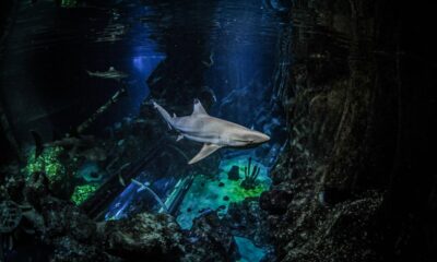 Los dientes de tiburón pueden ser su talón de Aquiles, debido a la acidificación del océano | Ciencia