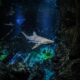 Los dientes de tiburón pueden ser su talón de Aquiles, debido a la acidificación del océano | Ciencia