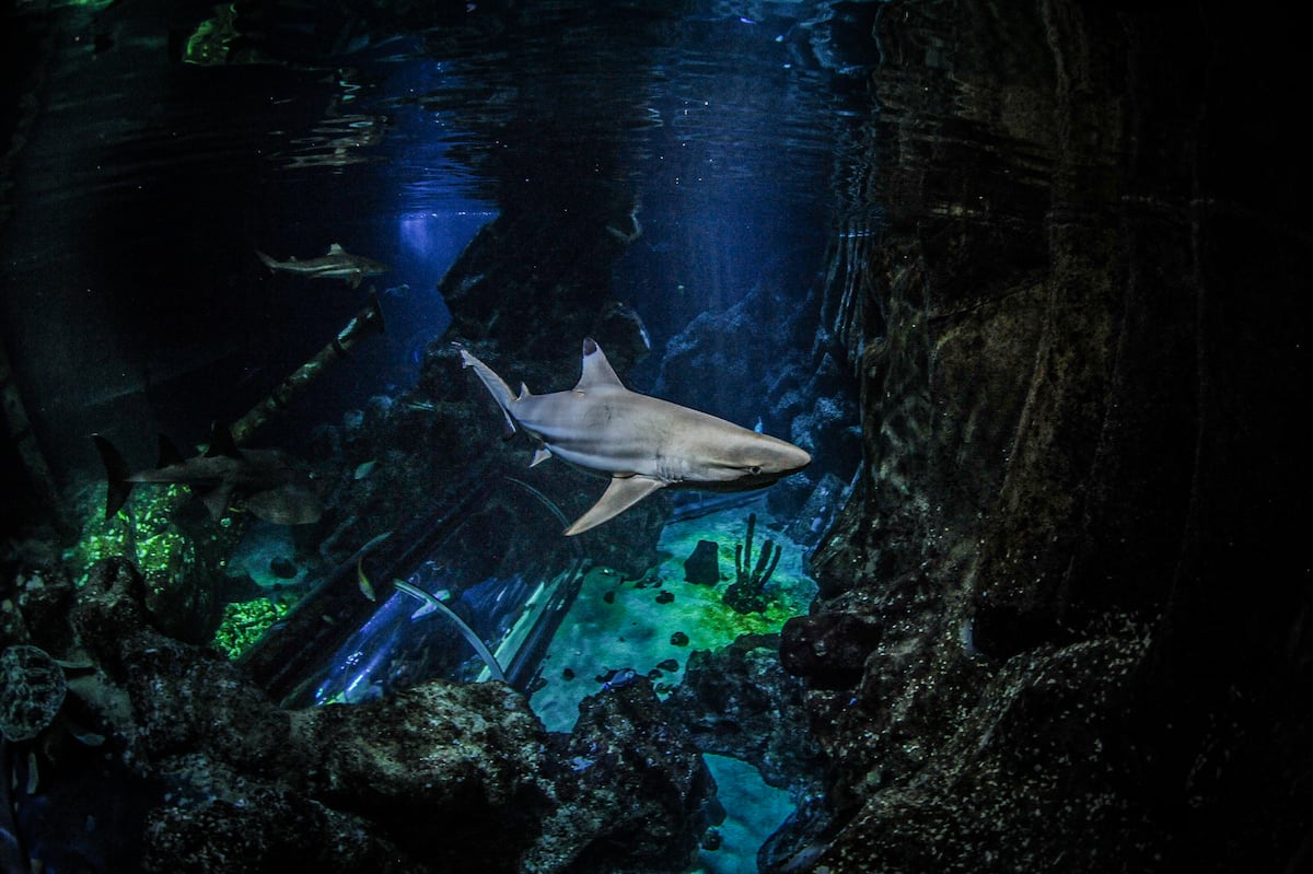 Los dientes de tiburón pueden ser su talón de Aquiles, debido a la acidificación del océano | Ciencia Los dientes de tiburón pueden ser su talón de Aquiles, debido a la acidificación del océano | Ciencia