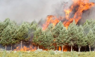 Última hora de incendios en España, en vivo | El fuego entre Zamora y Ourense permanece sin control y las fuerzas para desalojar a 1.700 personas | España